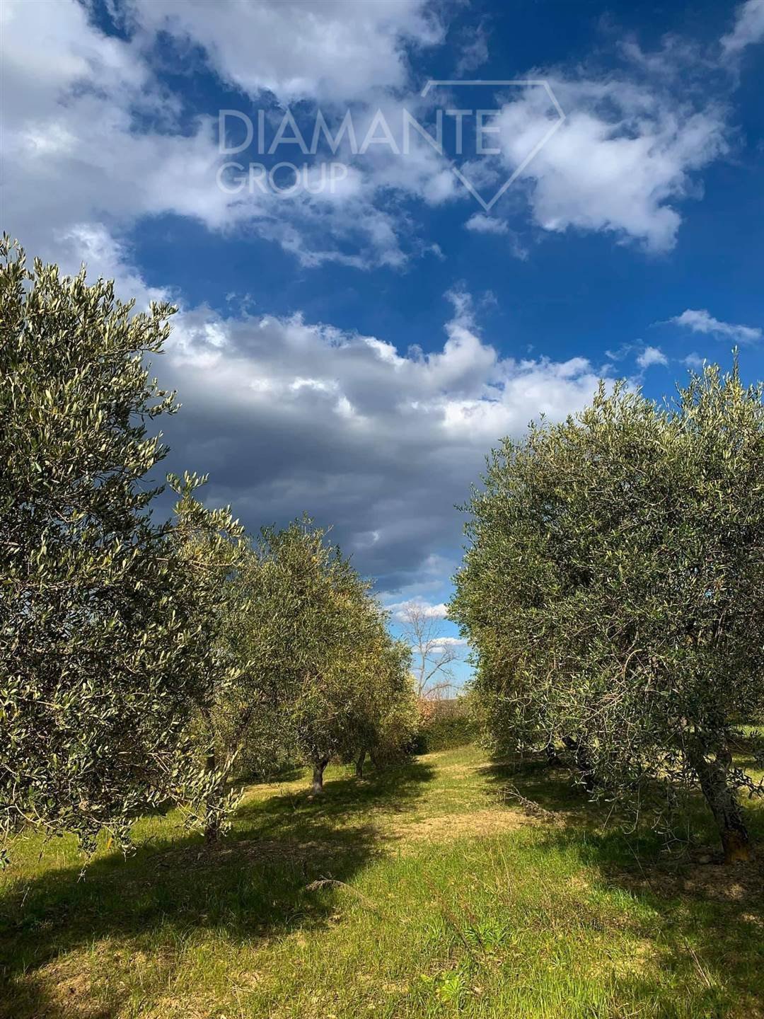 Farm Ranch in Castel del Piano, Tuscany, Italy 4 - 16725062