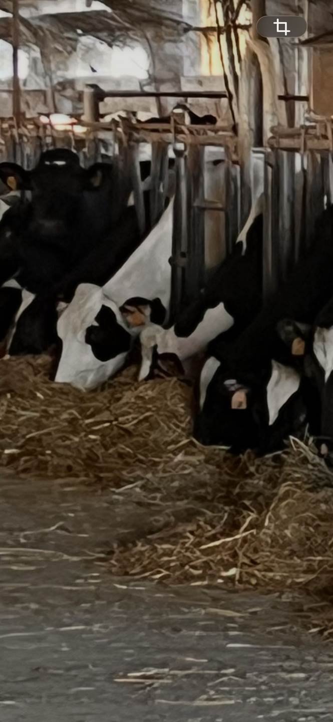 Farm Ranch in San Leonardo, Parma, Emilia-Romagna 1 - 16722944