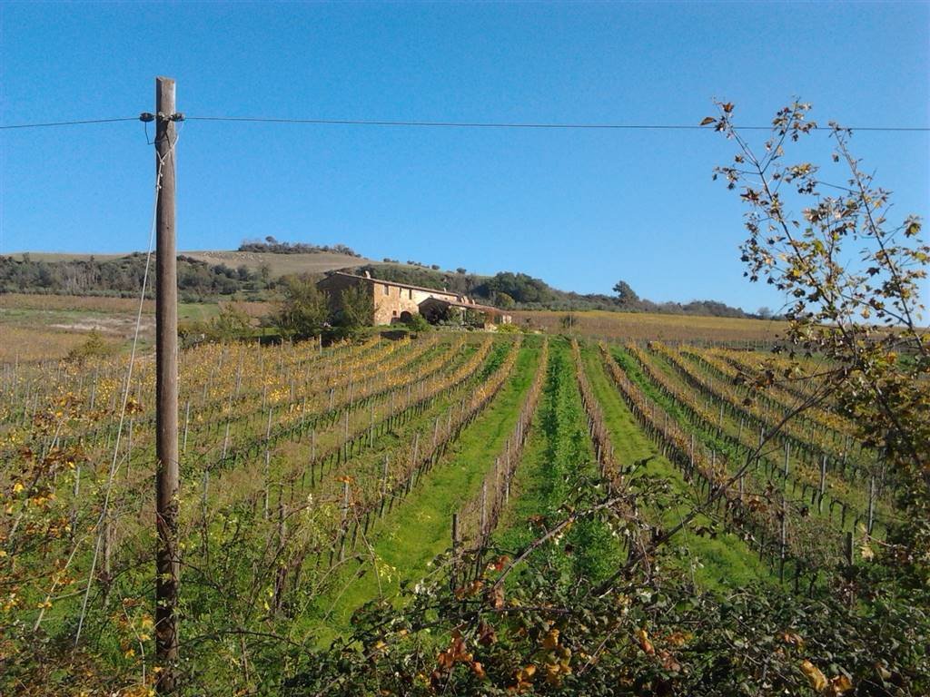 Land in Torrita di Siena, Toskana, Italien 2 - 16722128