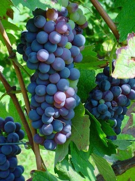 Land in Montepulciano, Tuscany, Italy 1 - 16722341