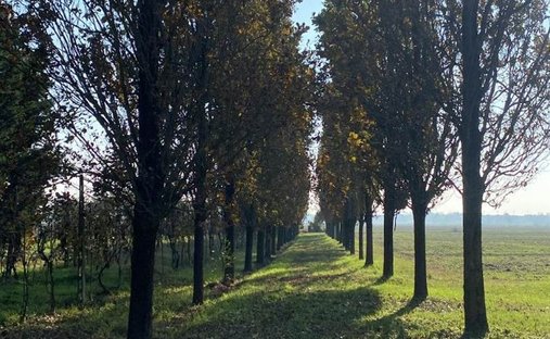 Land in Borgo Virgilio, Lombardy, Italy 1