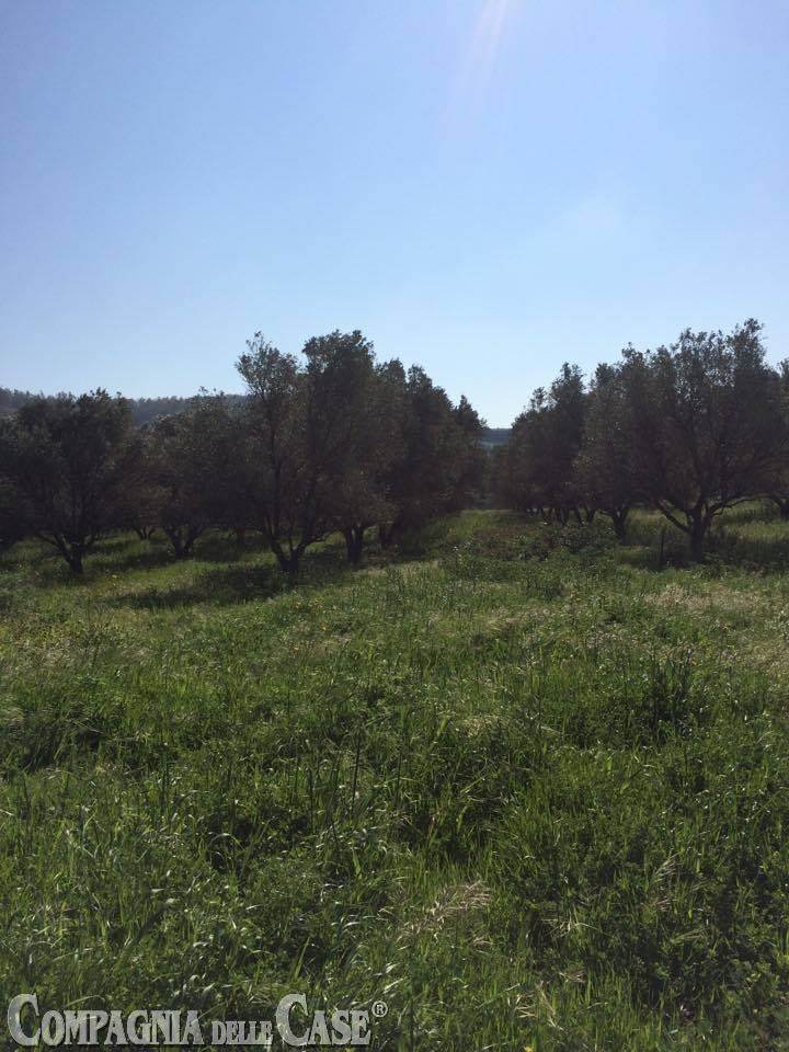 Land in Catanzaro, Calabria, Italy 1 - 16723349