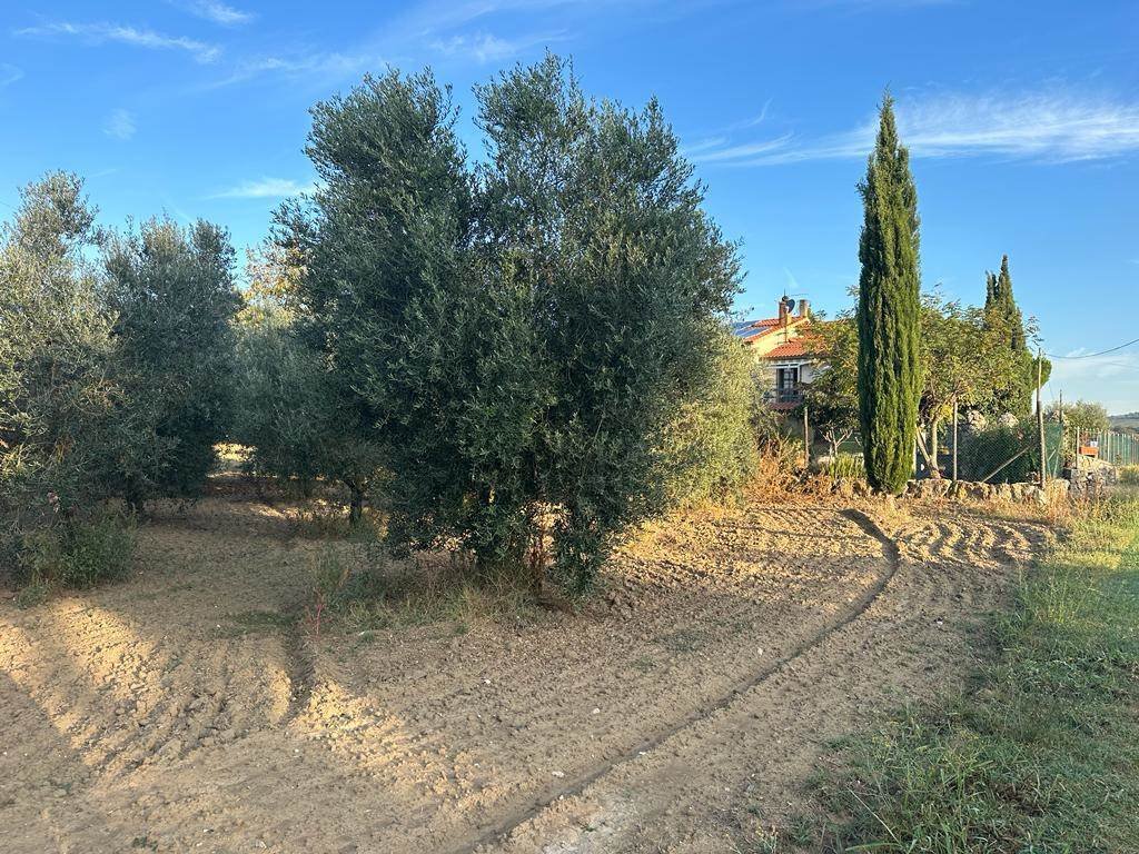 Country House in Magliano in Toscana, Tuscany, Italy 4 - 16724631