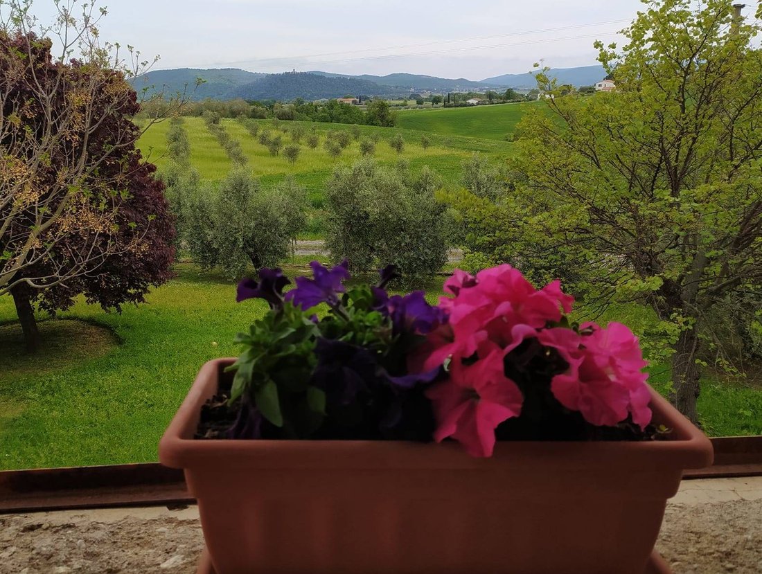 Magliano in Toscana, Tuscany, Italy 2 - 16724892