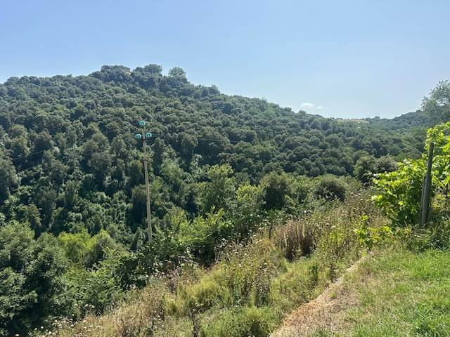 House in Magliano in Toscana, Tuscany, Italy 5 - 16723542