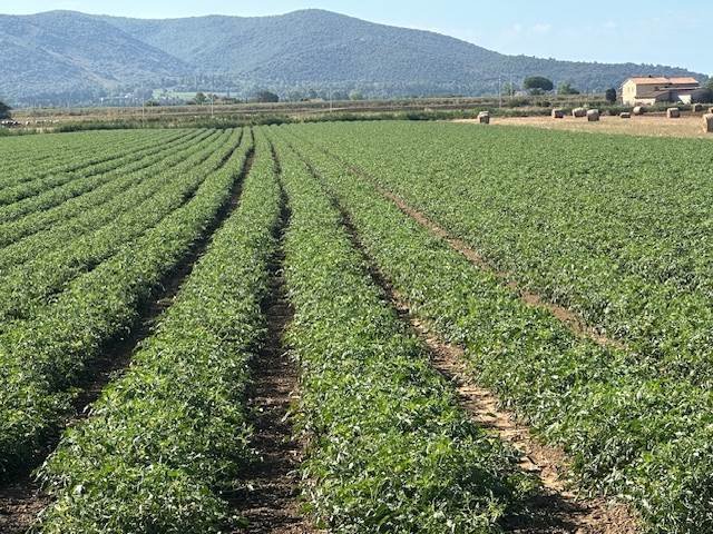 Land in San Donato Vecchio, Orbetello, Tuscany 3 - 16723688