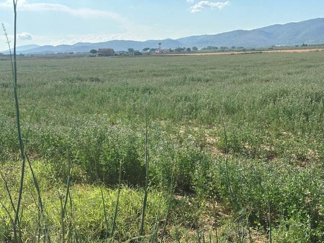 Land in San Donato Vecchio, Orbetello, Tuscany 4 - 16723688