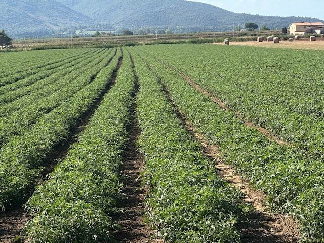 Land in San Donato Vecchio, Orbetello, Tuscany 2 - 16723688