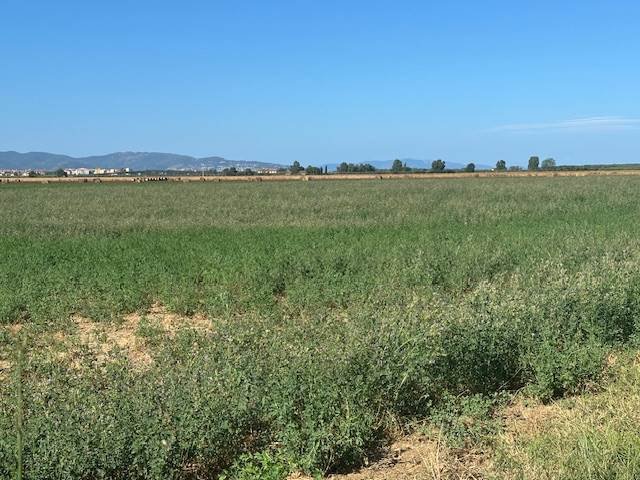Land in San Donato Vecchio, Orbetello, Tuscany 5 - 16723688