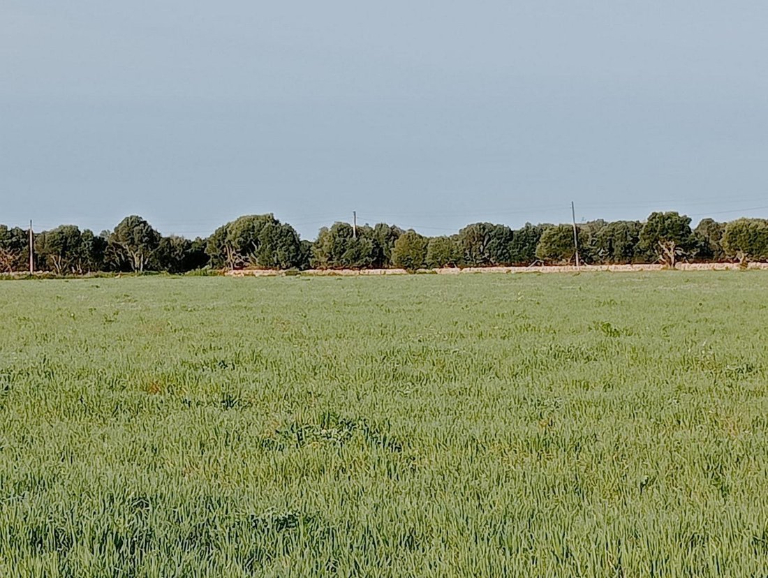 Campos, Balearic Islands, Spain 4 - 16186240