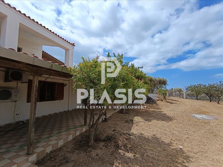 Farm Ranch in Palea Fokea, Attica, Greece 1 - 15855315