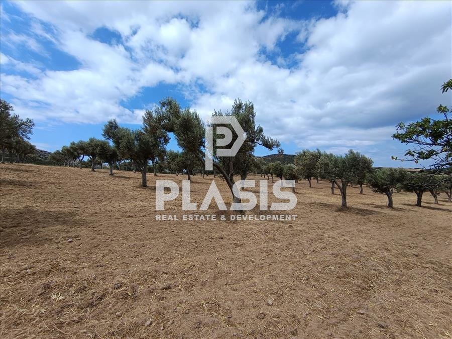 Farm Ranch in Palea Fokea, Attica, Greece 2 - 15855315