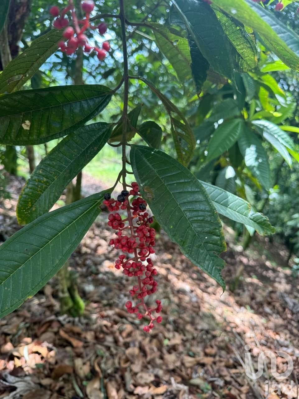 Azienda agricola in Cuetzalan, Puebla, Messico 4 - 16740201