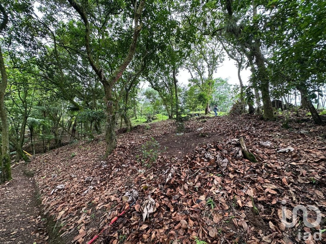 Azienda agricola in Cuetzalan, Puebla, Messico 5 - 16740201