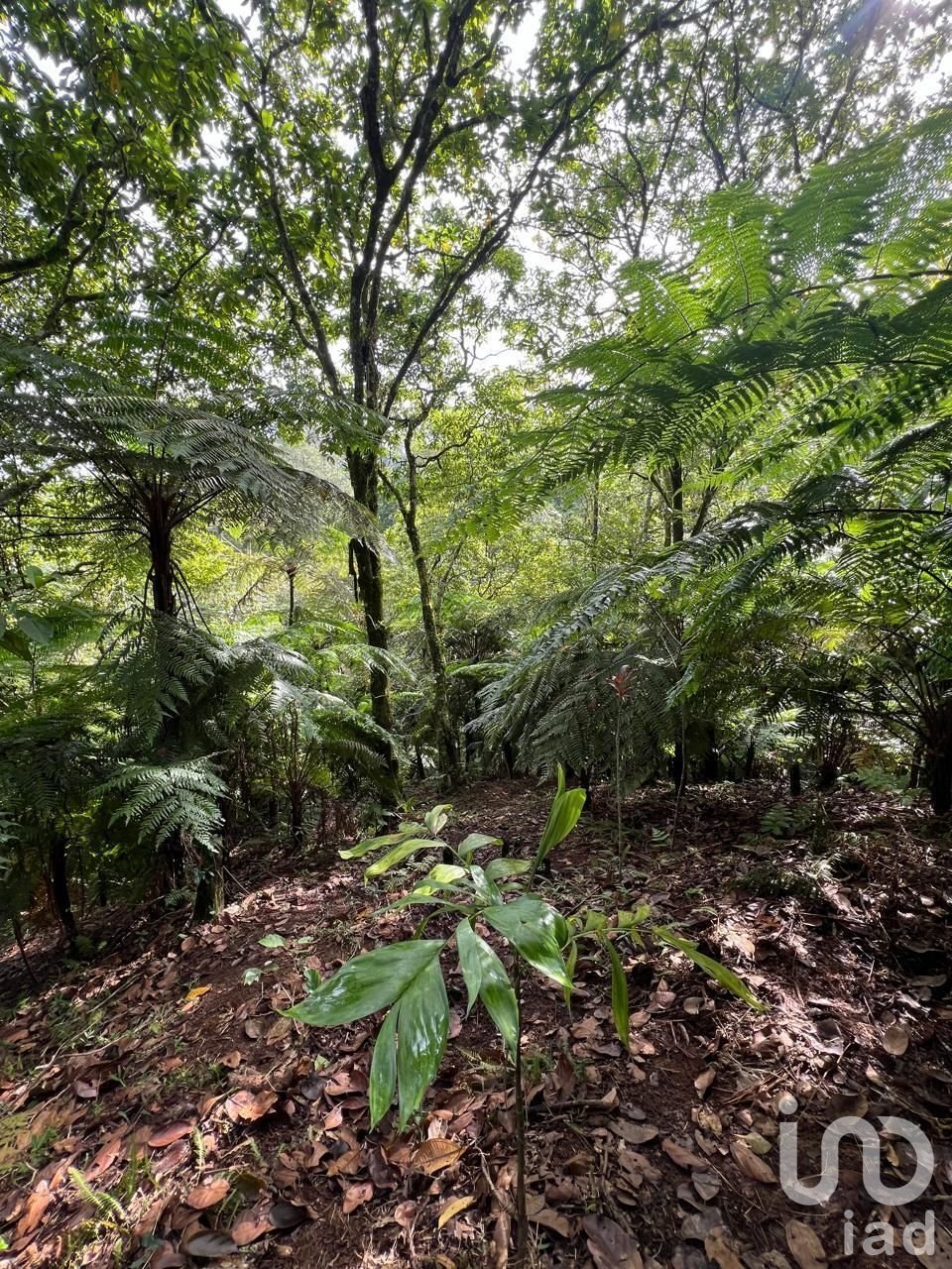 Azienda agricola in Cuetzalan, Puebla, Messico 1 - 16740201