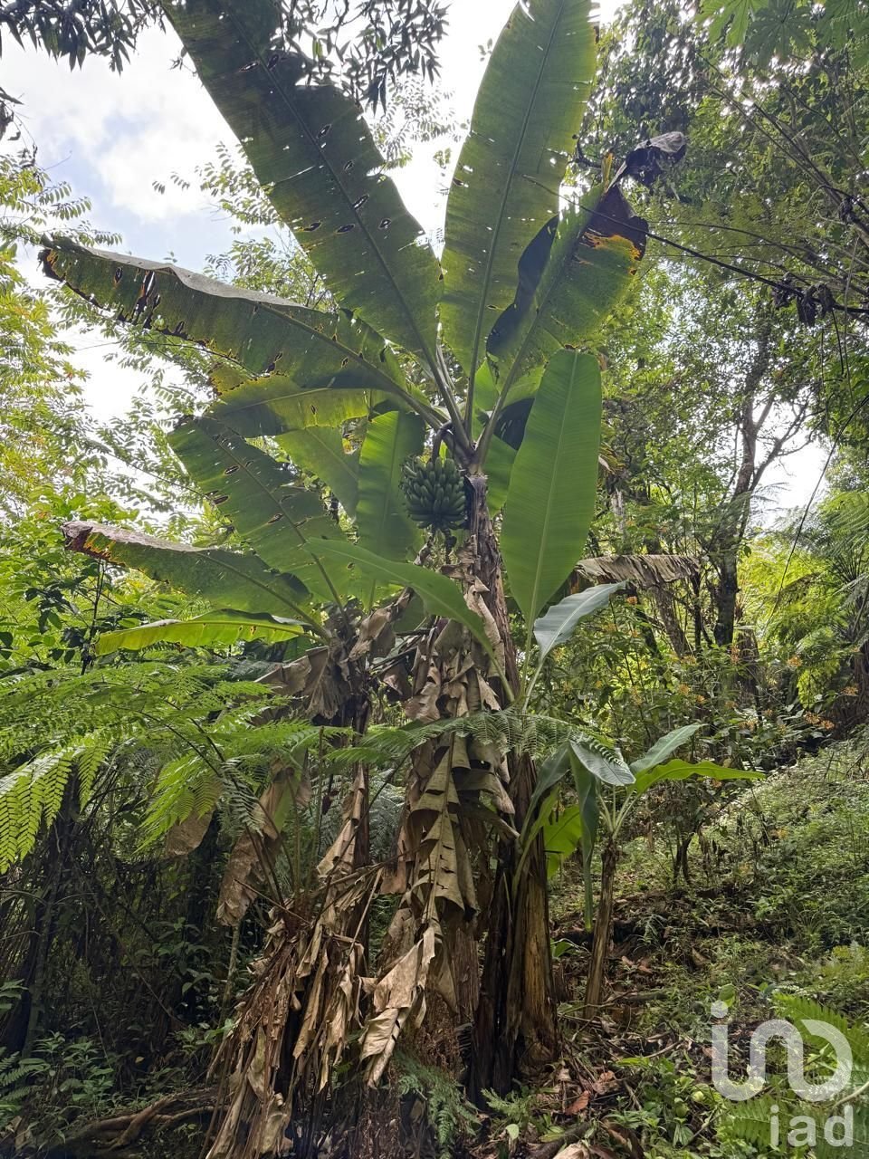Azienda agricola in Cuetzalan, Puebla, Messico 2 - 16740201