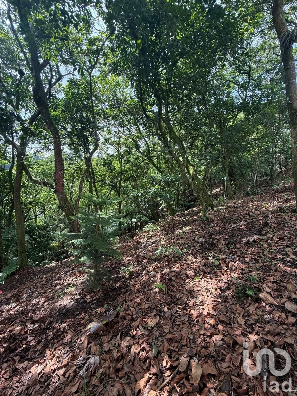 Azienda agricola in Cuetzalan, Puebla, Messico 3 - 16740201