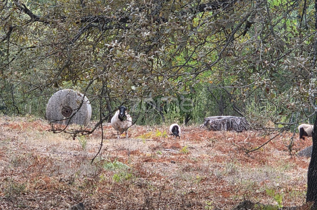 Land in Assafarge e Antanhol, Distrikt Coimbra, Portugal 5 - 16749852