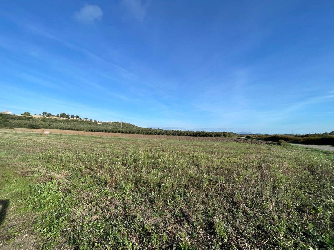 Land in Muro, Balearic Islands, Spain 1 - 16749669