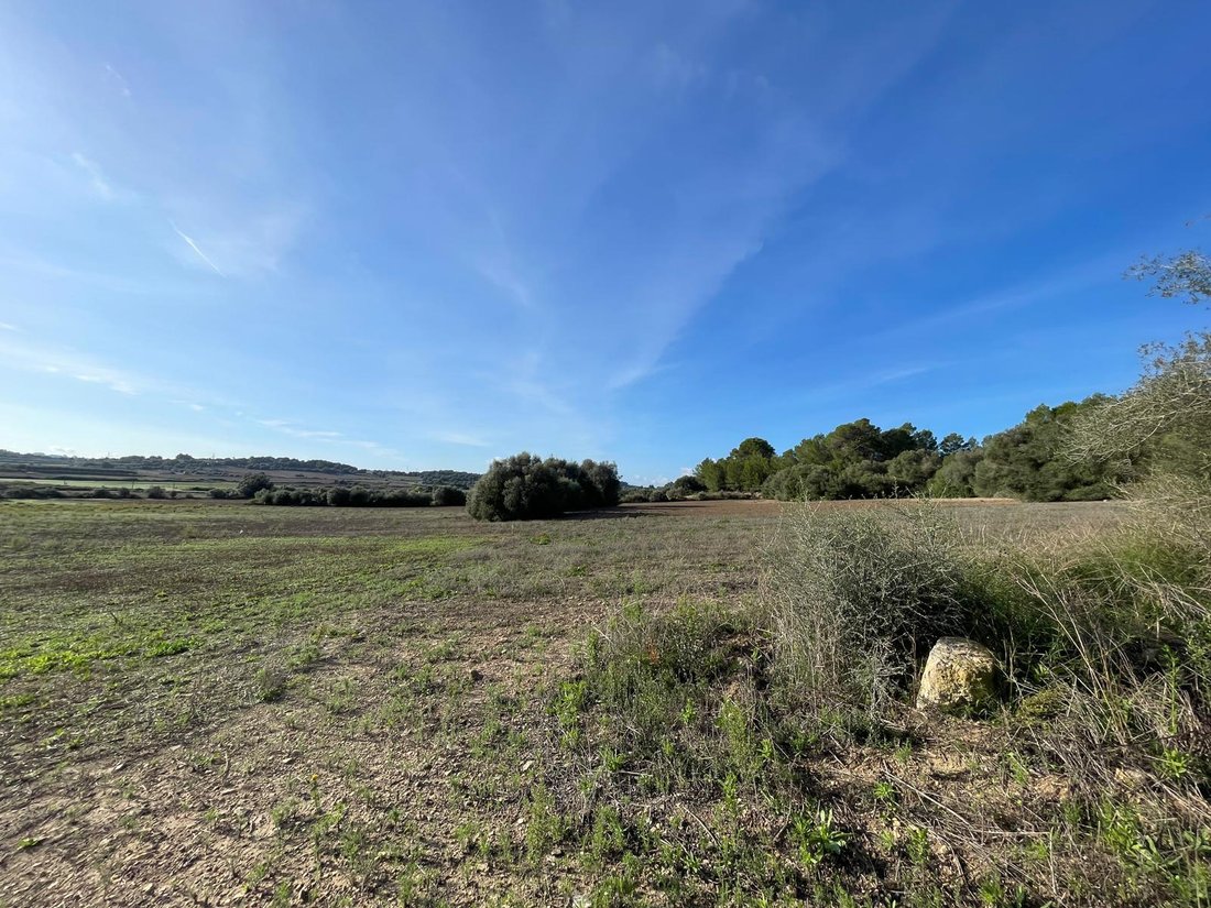 Land in Muro, Balearic Islands, Spain 5 - 16749661