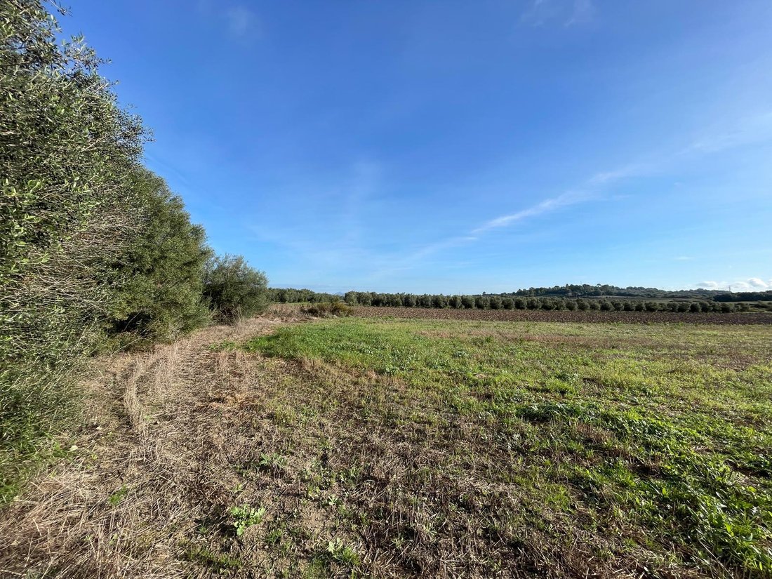 Land in Muro, Balearic Islands, Spain 3 - 16749669