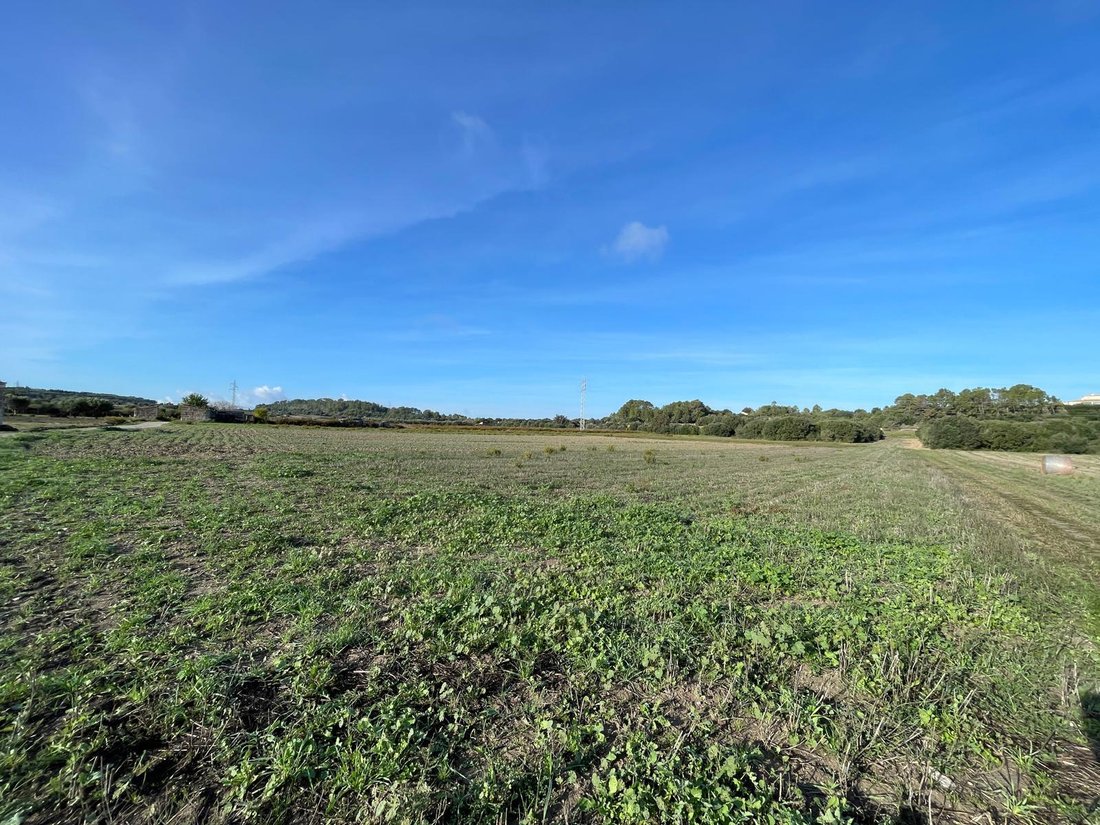Land in Muro, Balearic Islands, Spain 1 - 16749661