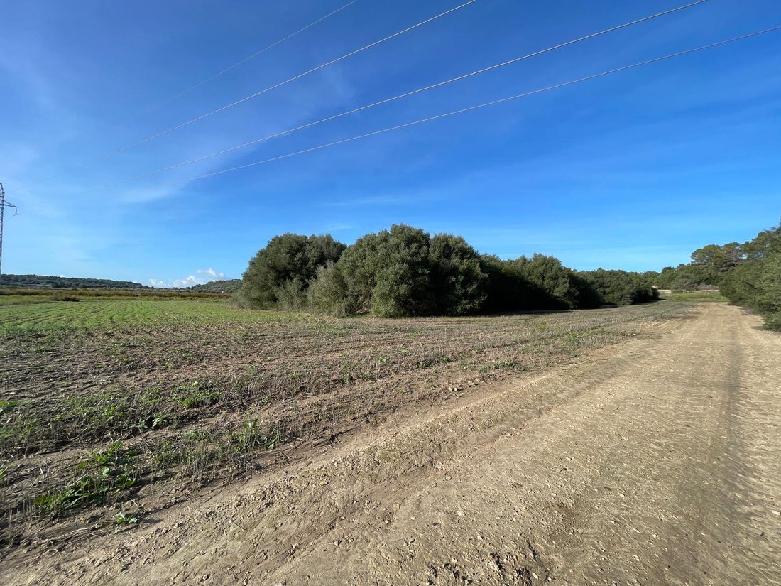 Land in Muro, Balearic Islands, Spain 4 - 16749661
