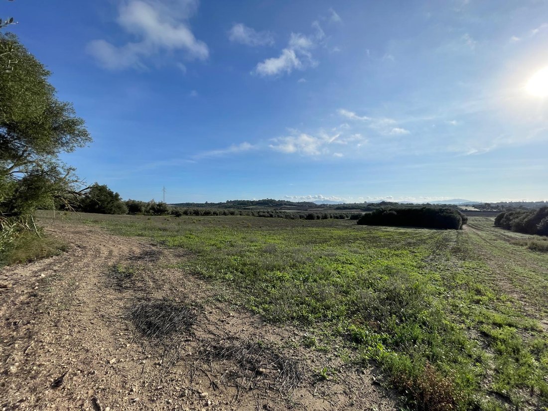 Land in Muro, Balearic Islands, Spain 5 - 16749669