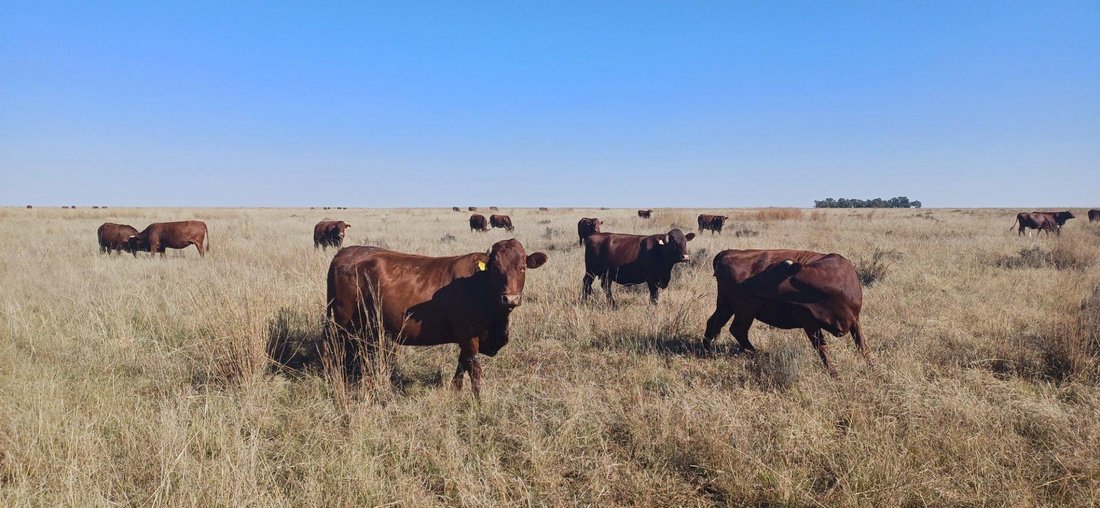 Farm Ranch in Klerksdorp, North West, South Africa 2 - 16761420
