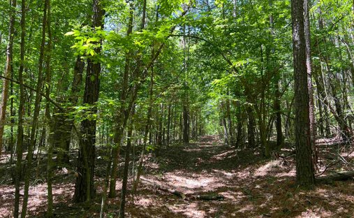 Land in Bernice, Louisiana, United States 1