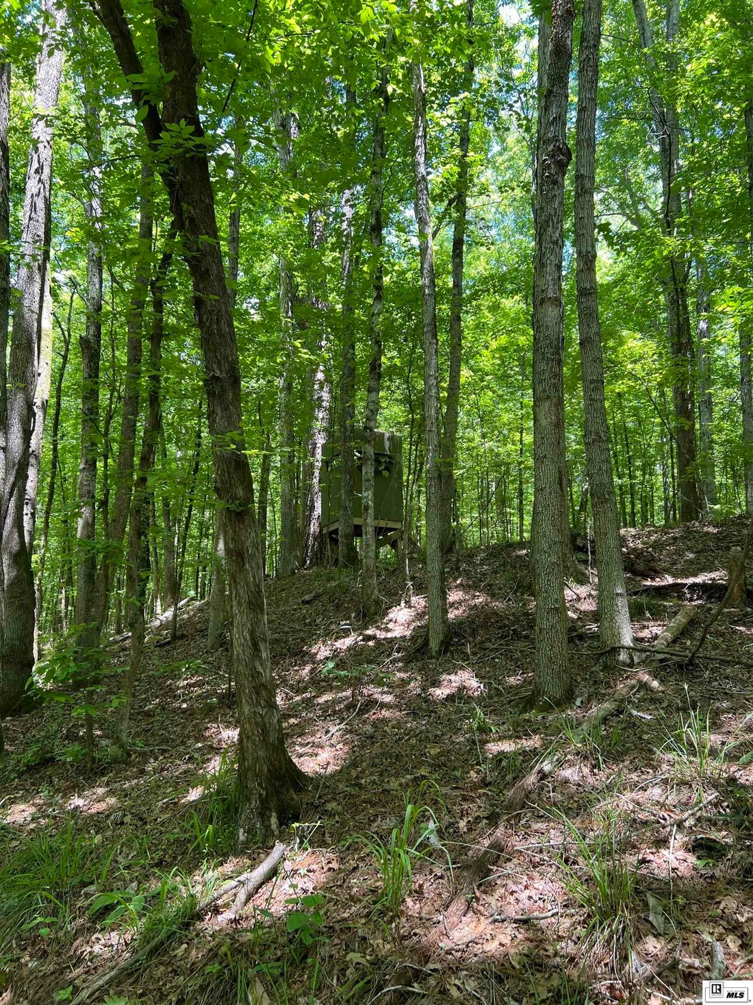 Land in Bernice, Louisiana, United States 3 - 16754971