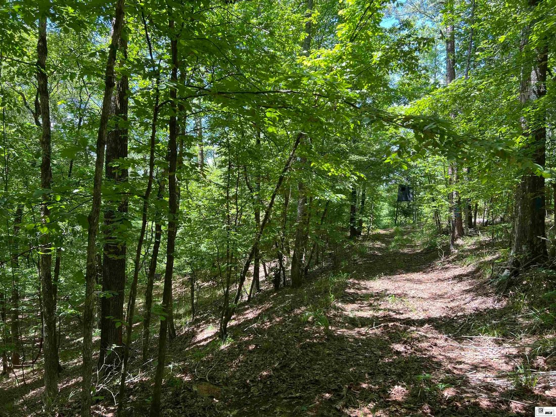 Land in Bernice, Louisiana, United States 4 - 16754971