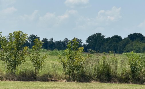 Farm Ranch in Rayville, Louisiana, United States 1