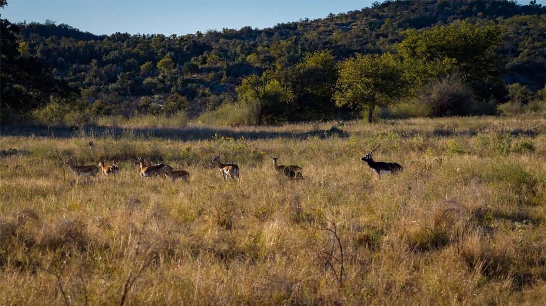 Farm Ranch in Llano, Texas, United States 3 - 16755018