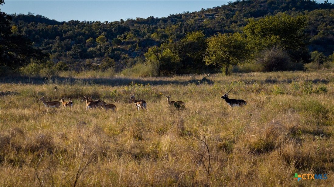 Farm Ranch in Llano, Texas, United States 3 - 16755020