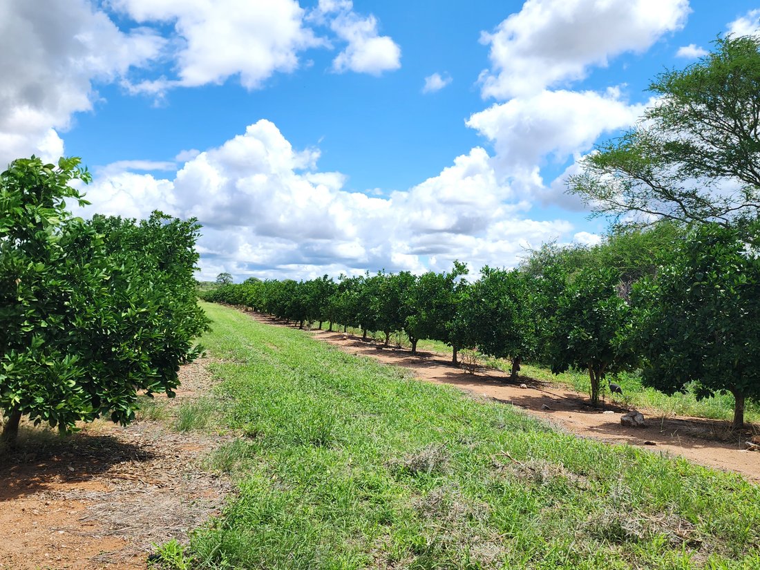 Farm Ranch in Musina, Limpopo, South Africa 4 - 16761398