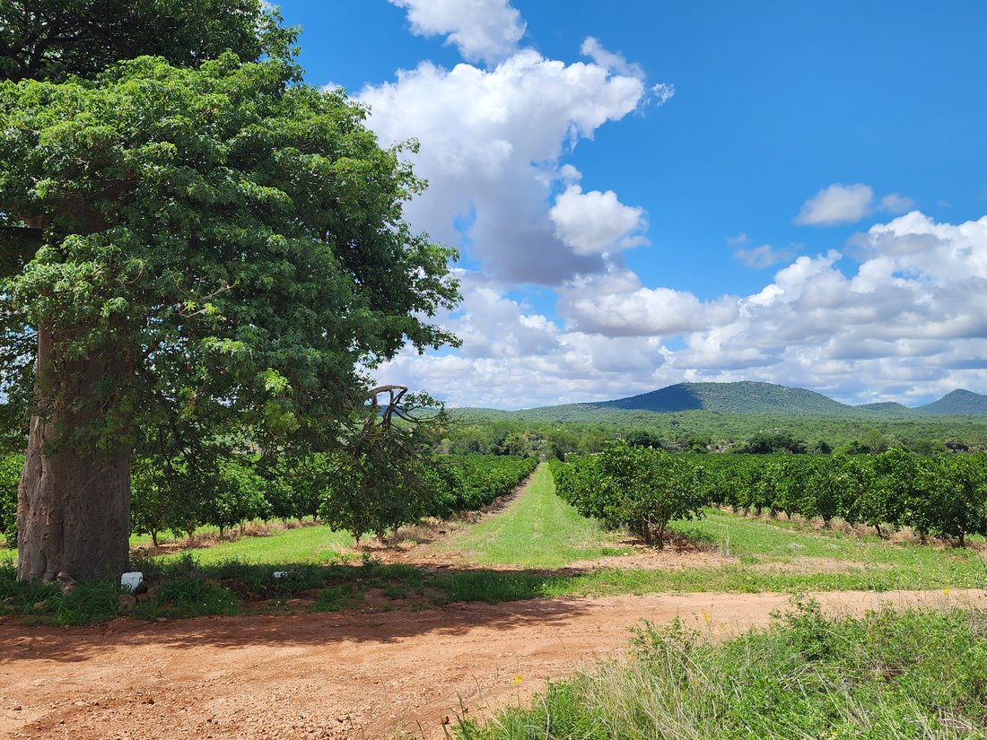Farm Ranch in Musina, Limpopo, South Africa 1 - 16761398