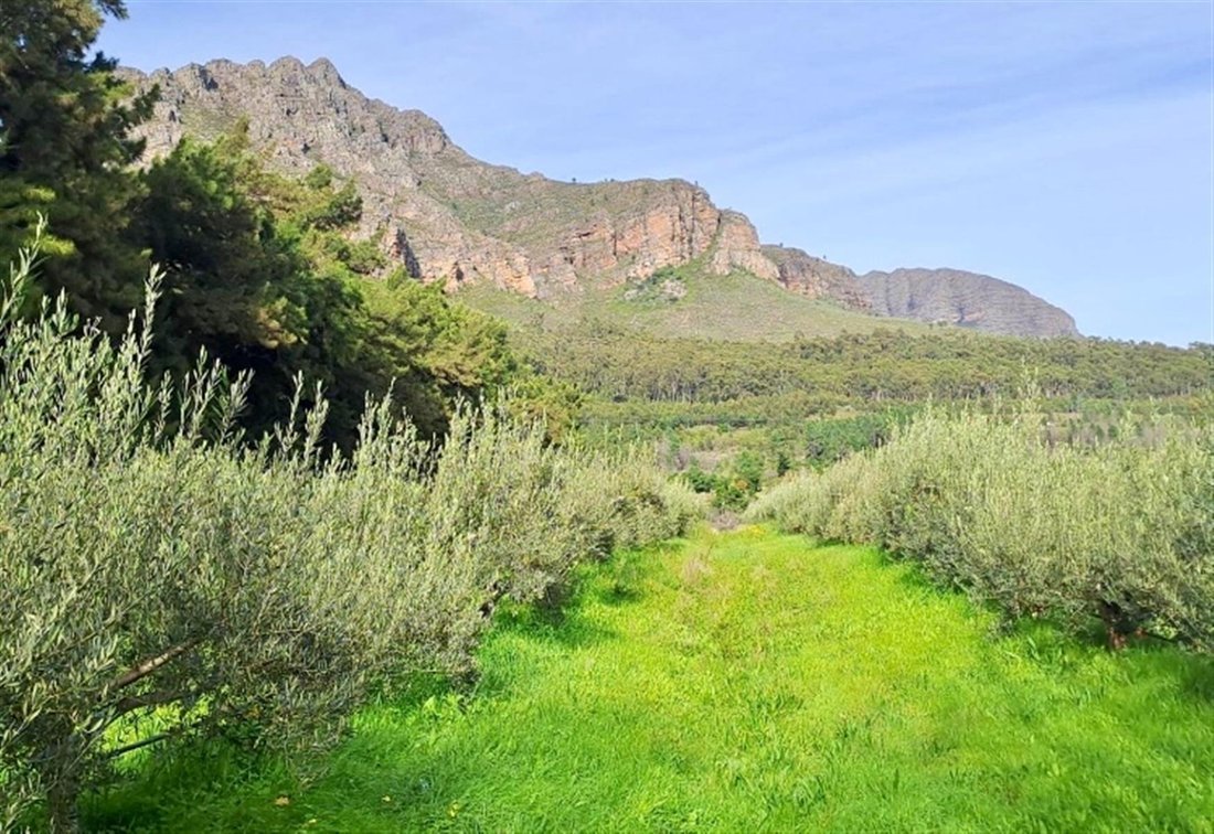 Farm Ranch in Drakenstein Local Municipality, Western Cape, South Africa 4 - 16768612