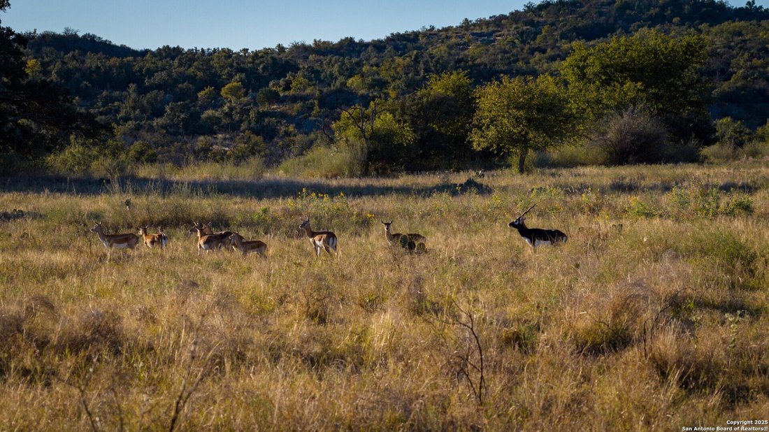 Farm Ranch in Llano, Texas, United States 3 - 16768799