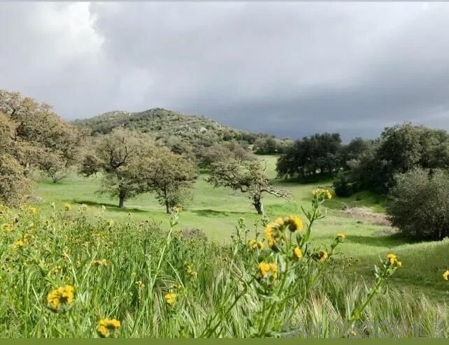 House in Descanso, California, United States 1 - 16768712