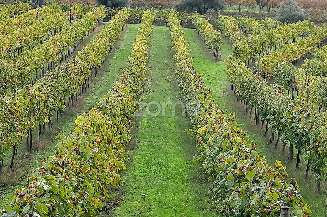 Finca in Loivos da Ribeira e Tresouras, Porto District, Portugal 1 - 16773307