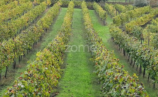 Finca a Loivos da Ribeira e Tresouras, Oporto, Portogallo 1