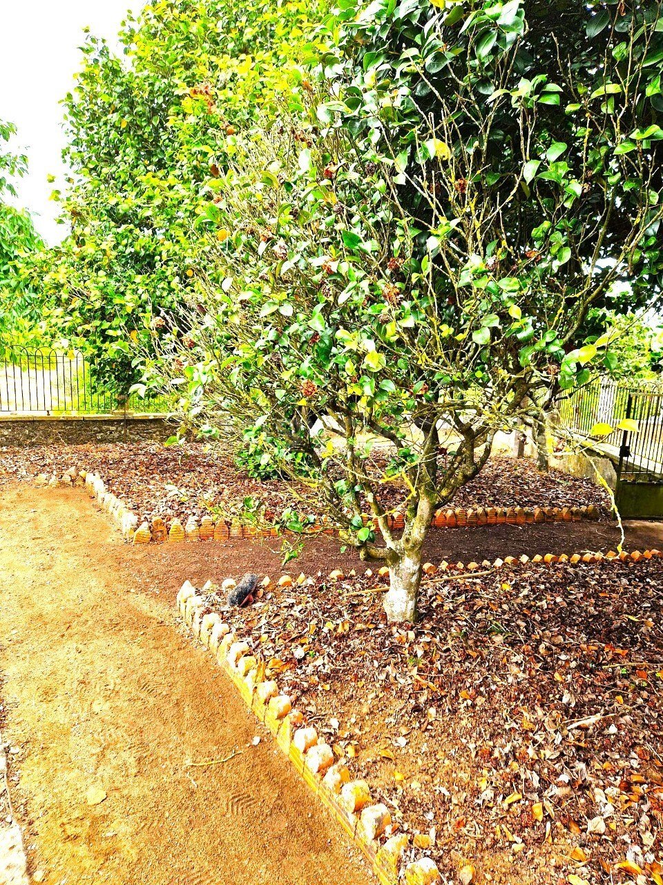 Finca in Ferreira do Zezere, Santarem District, Portugal 3 - 16750086