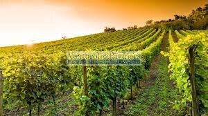 Land in Entroterra, Desenzano del Garda, Lombardy 5 - 16793047