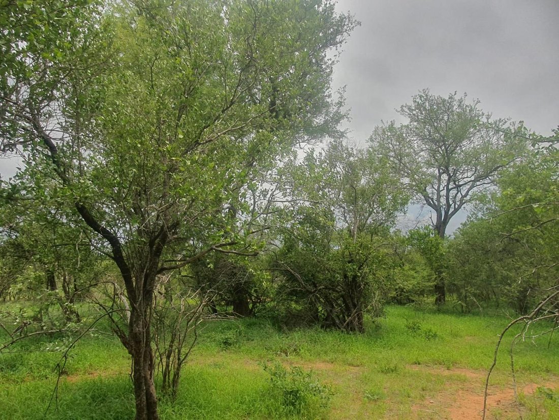 Land in Hoedspruit, Limpopo, South Africa 1 - 16803428