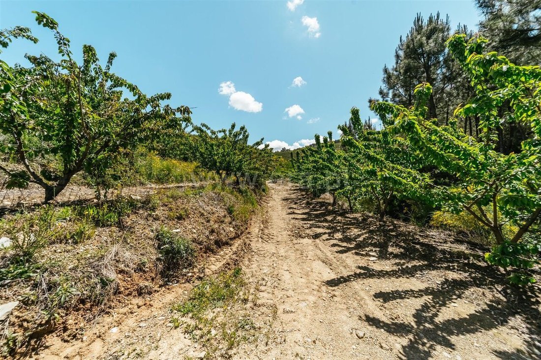 Farm Ranch in Castelejo, Castelo Branco District, Portugal 1 - 15054795