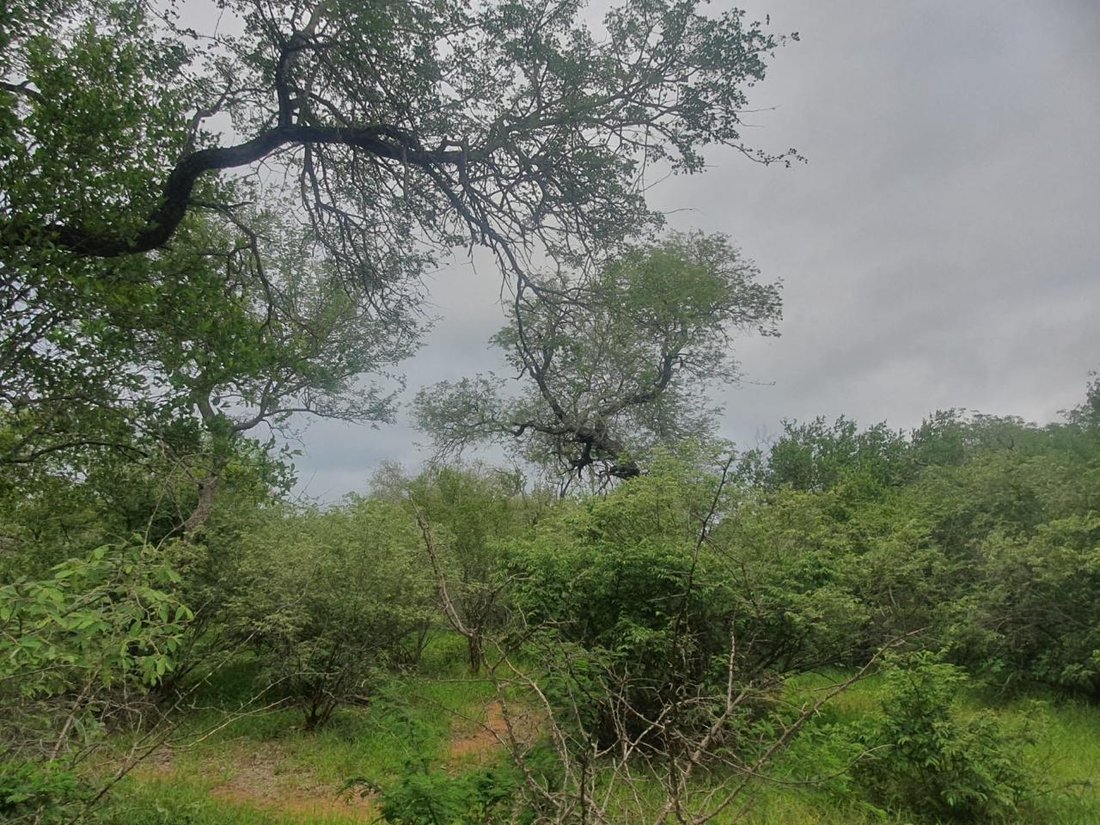 Land in Hoedspruit, Limpopo, South Africa 2 - 16803428