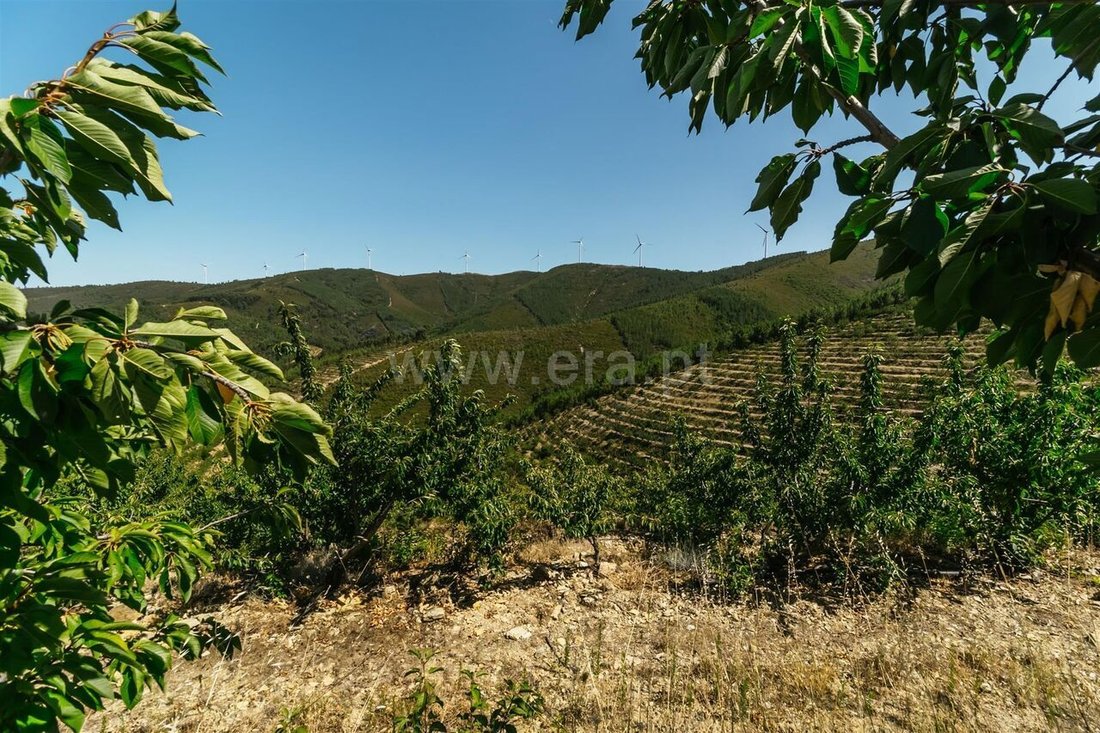 Azienda agricola a Castelejo, Distretto di Castelo Branco, Portogallo 5 - 15054795