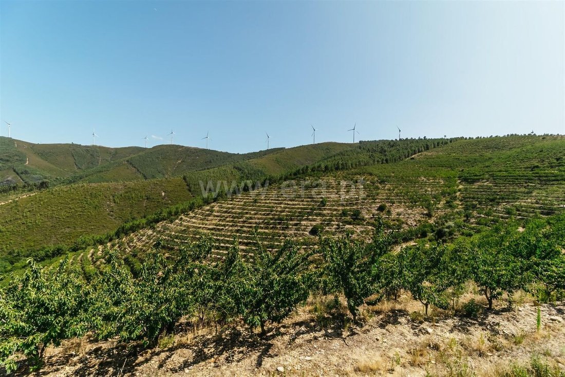 Farm Ranch in Castelejo, Castelo Branco District, Portugal 4 - 15054795