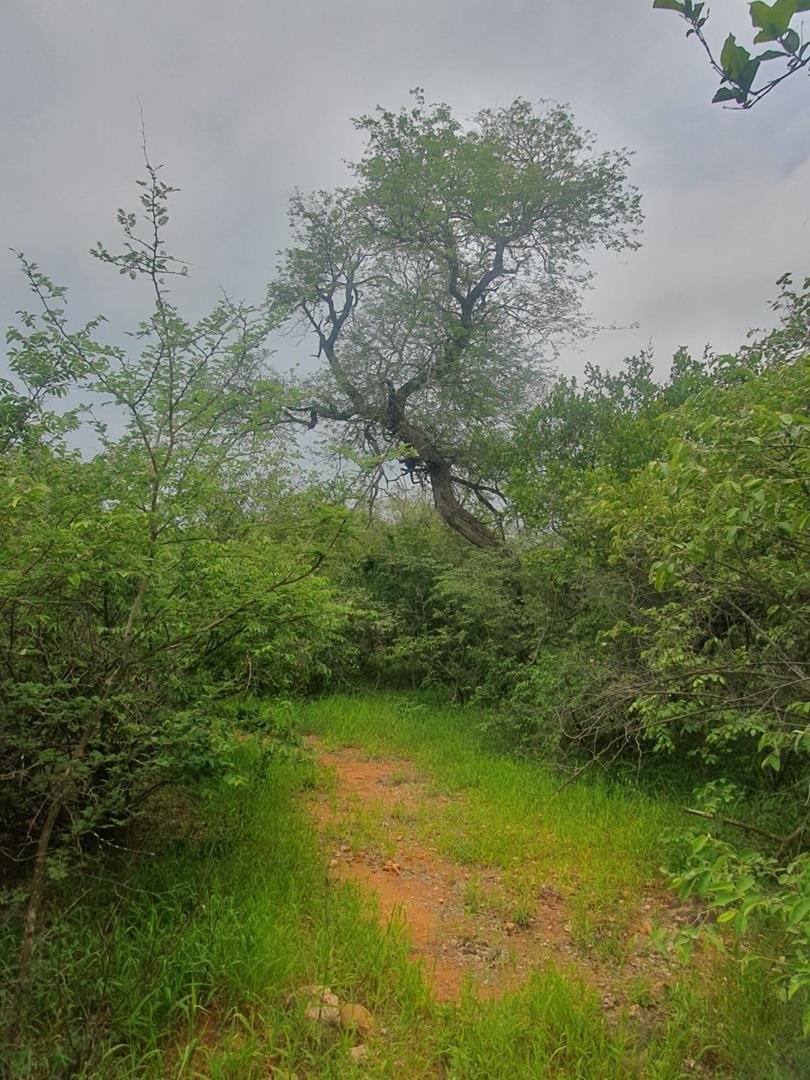 Land in Hoedspruit, Limpopo, South Africa 5 - 16803428